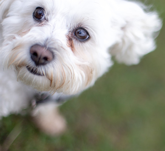 Doggy Daycare In Lichfield Play Days Dog Daycare Whittington doggy-daycare-in-lichfield-play-days-dog-daycare-whittington