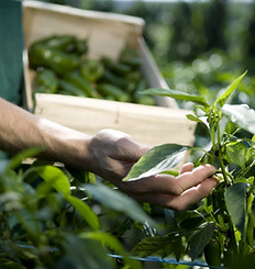 Examining Crops