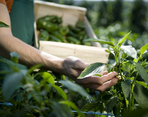 Prüfungs Crops