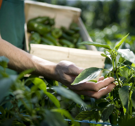 Examining Crops