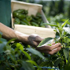 Examining Crops