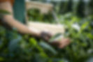 Examining Crops