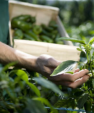 Examining Crops