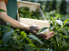 GASTRONOMY AND BASICS