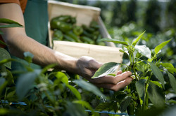 Examining Crops