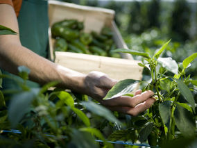 12 Benefits of Growing Organic