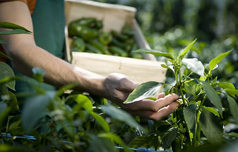 Examining Crops
