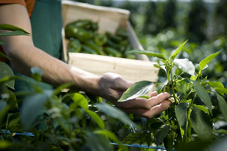 Examining Crops