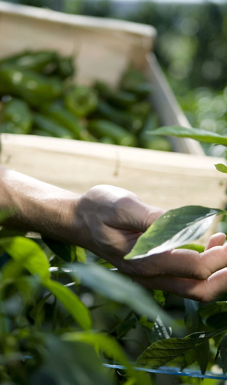 Examining Crops