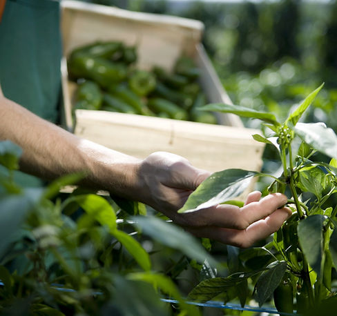 Examining Crops