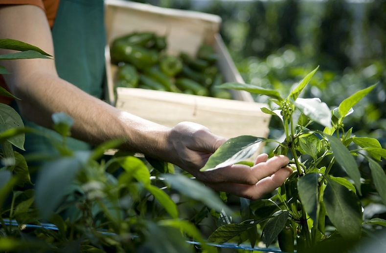 Examining Crops