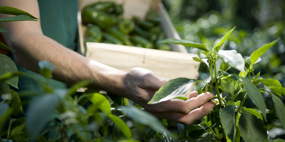 Examining Crops