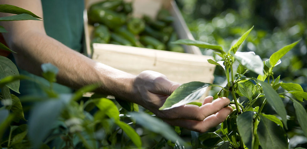 Examining Crops