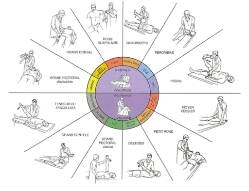 Tests musculaires de base
