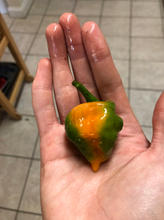IMG_0730.jpeg