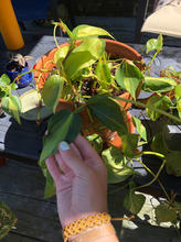 IMG_0208.jpeg