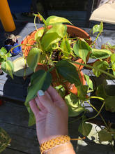 IMG_0208.jpeg