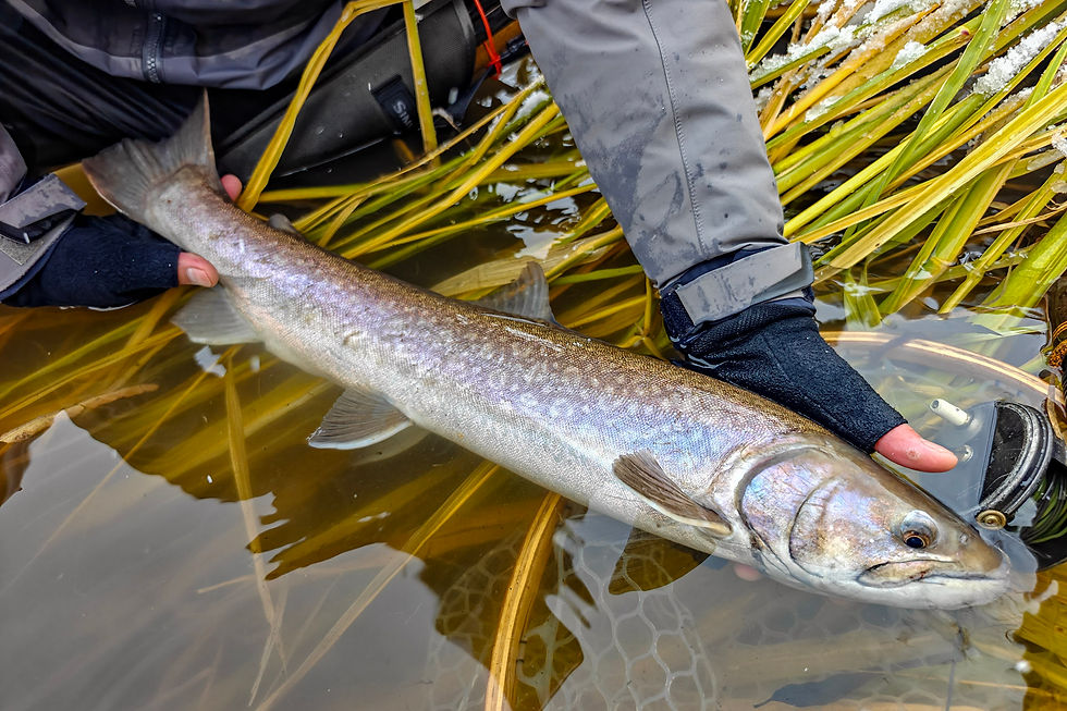 One of best fish of this fall