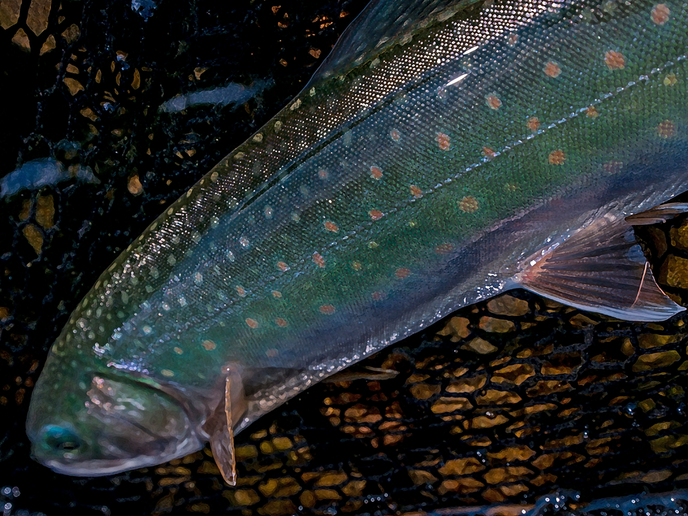 Fishing from lake shore at Lake Shikaribetsu