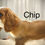 Thumbnail: Chip