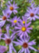 Purple radon's yellow aster.jpeg