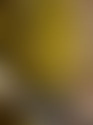 סעודה רביעית לכבוד דוד המלך 🫅