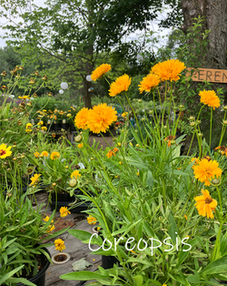 Coreopsis