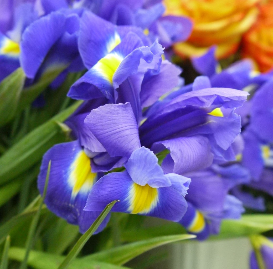Ирис синий