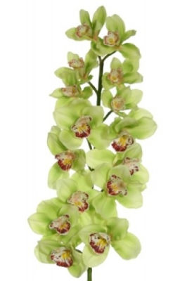 Миниатюра: Орхидея зеленая