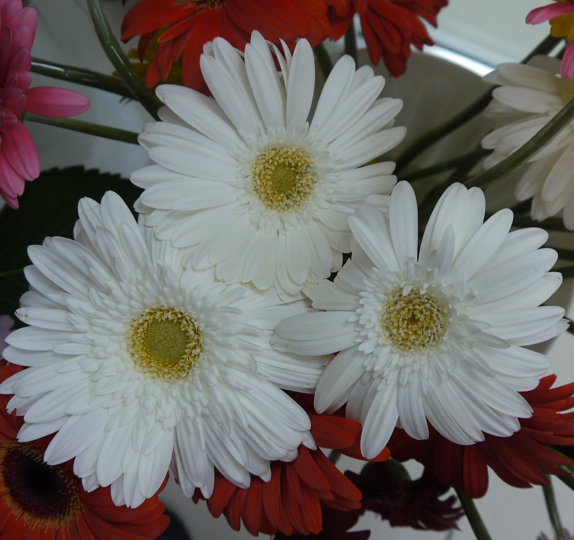 Гербера белая (з)