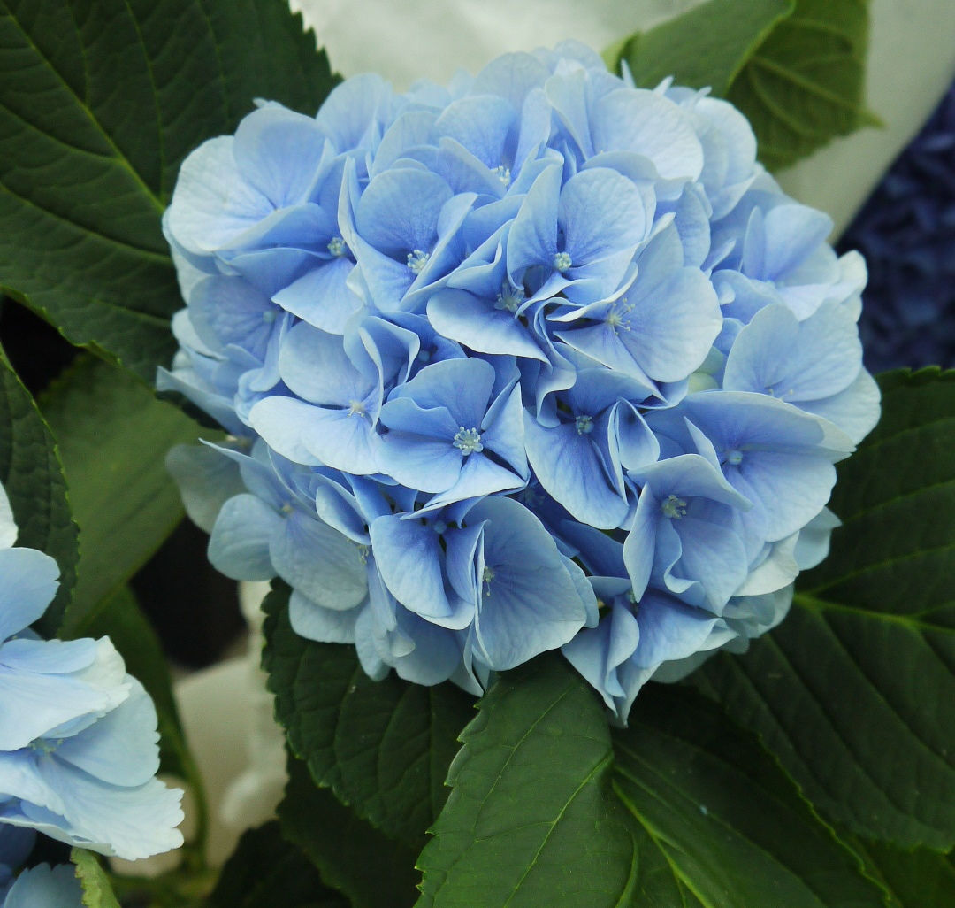 Гортензия голубая