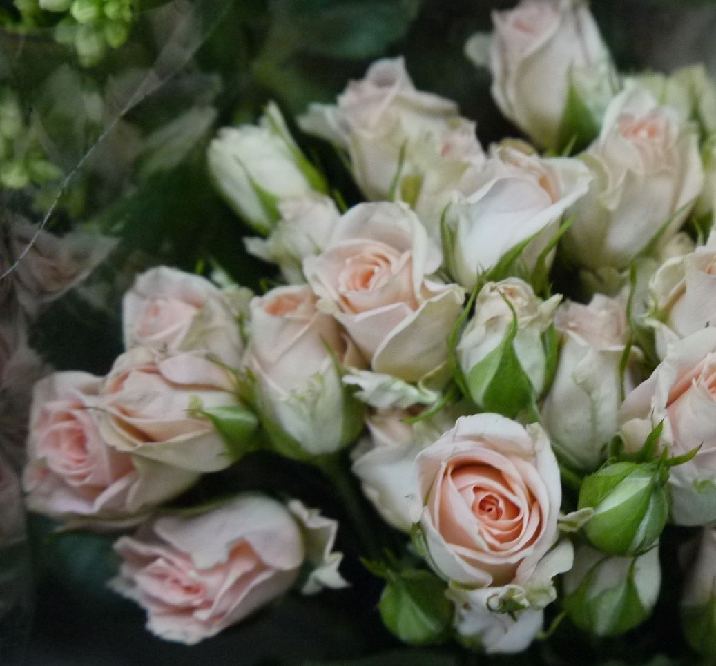 Роза Crem Gracia (кустовая)