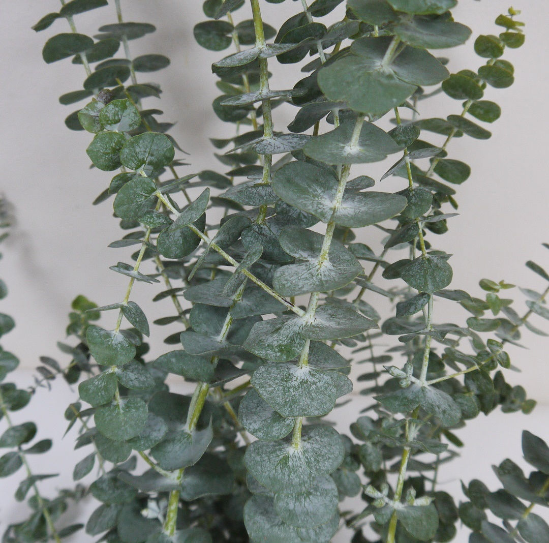 Эвкалипт Baby blue