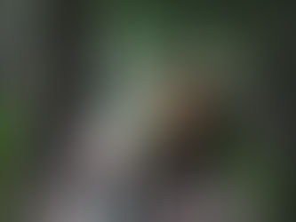 Train Dreams | 2025 | Ver Online Gratis | 1080p | Sin Anuncios