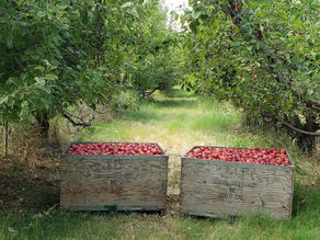Fresh-picked Red Gravenstein Apples