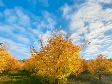 Fall Colors Finale in the Orchard