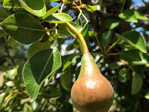Pears are Getting Bigger