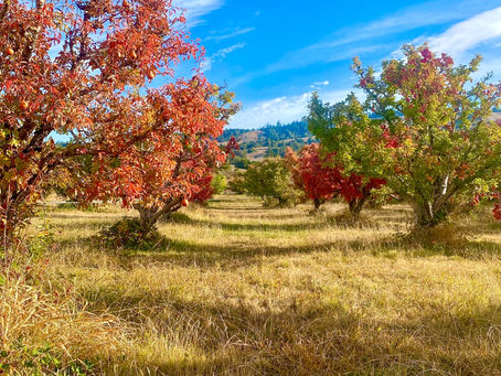 Fall Colors in the Orchard