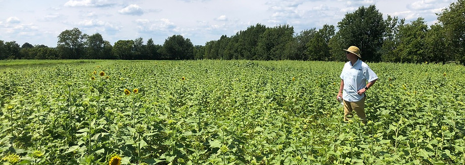Sunflower Field 2