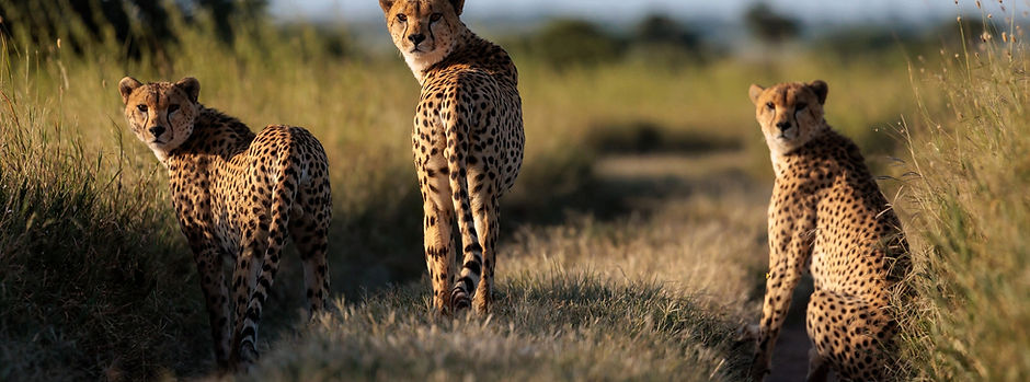 Big Cats Safari _edited.jpg