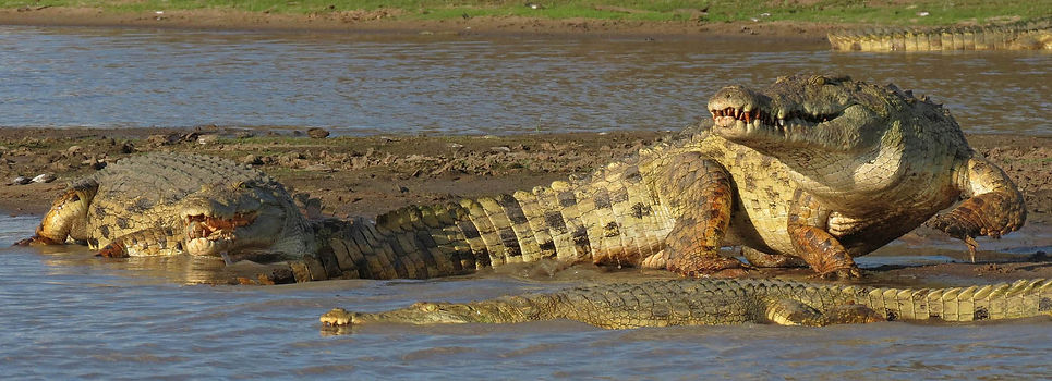 Serengeti predator sightings during Great Migration.jpg