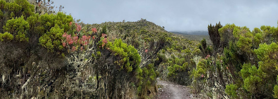 Kilimanjaro Machame - Rain forest_edited.jpg