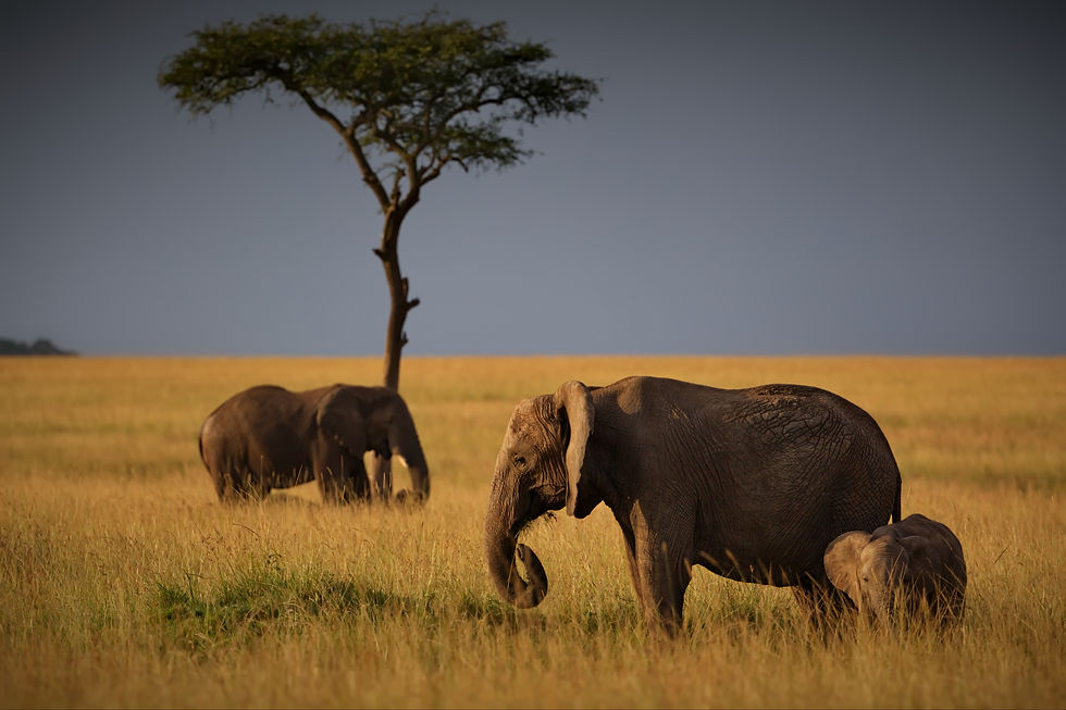 tanzania-family-safari-emnel-adventures.jpg