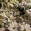 Thumbnail: Poinsettias