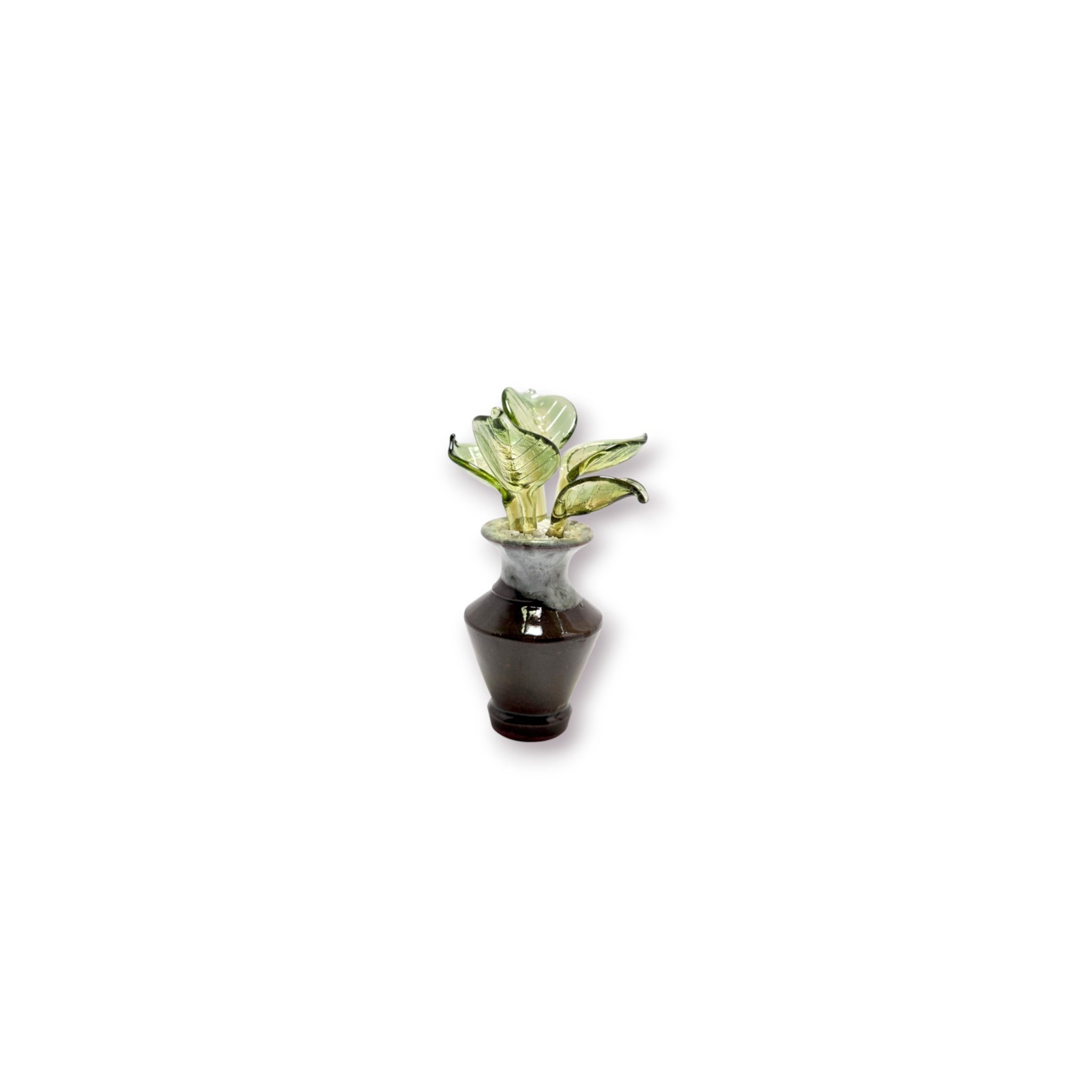 Succulente n°35