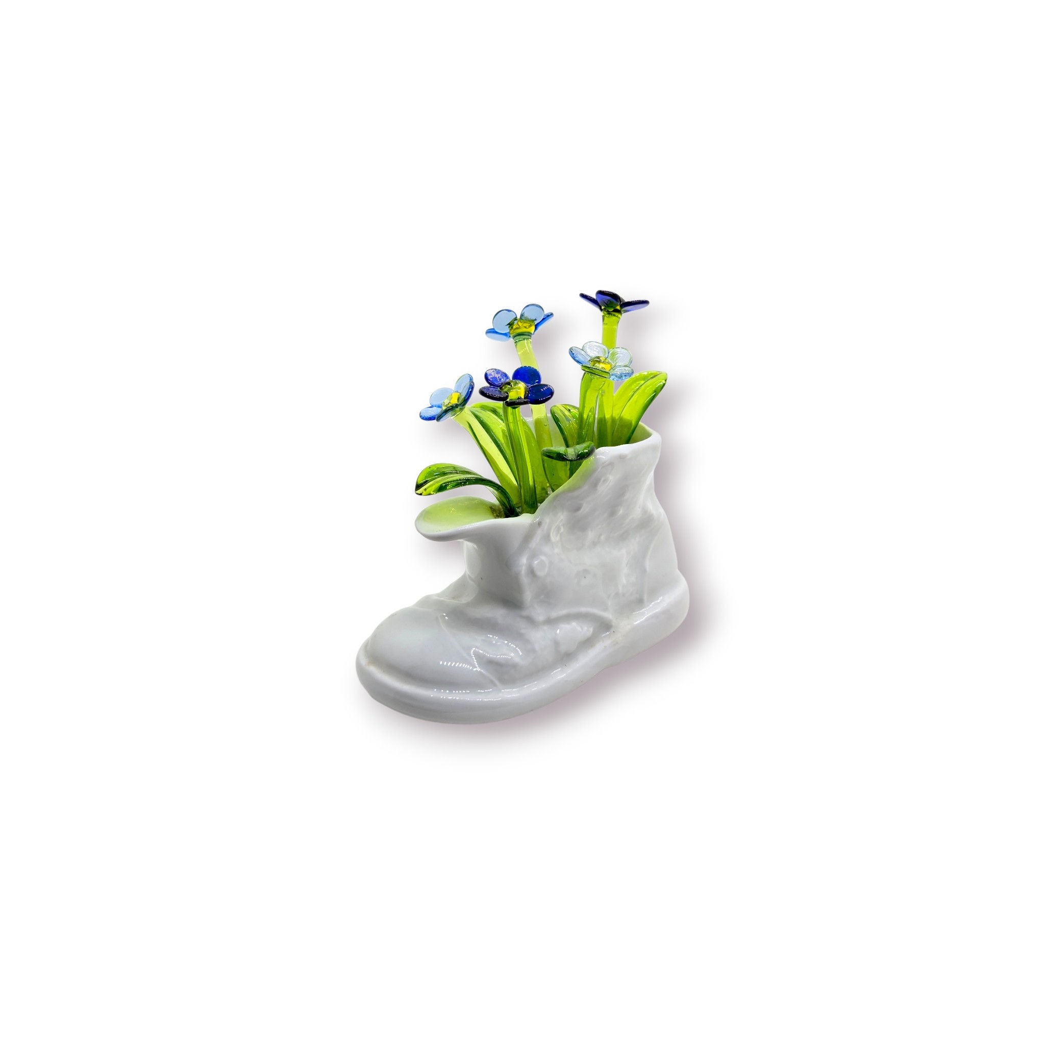 Myosotis 