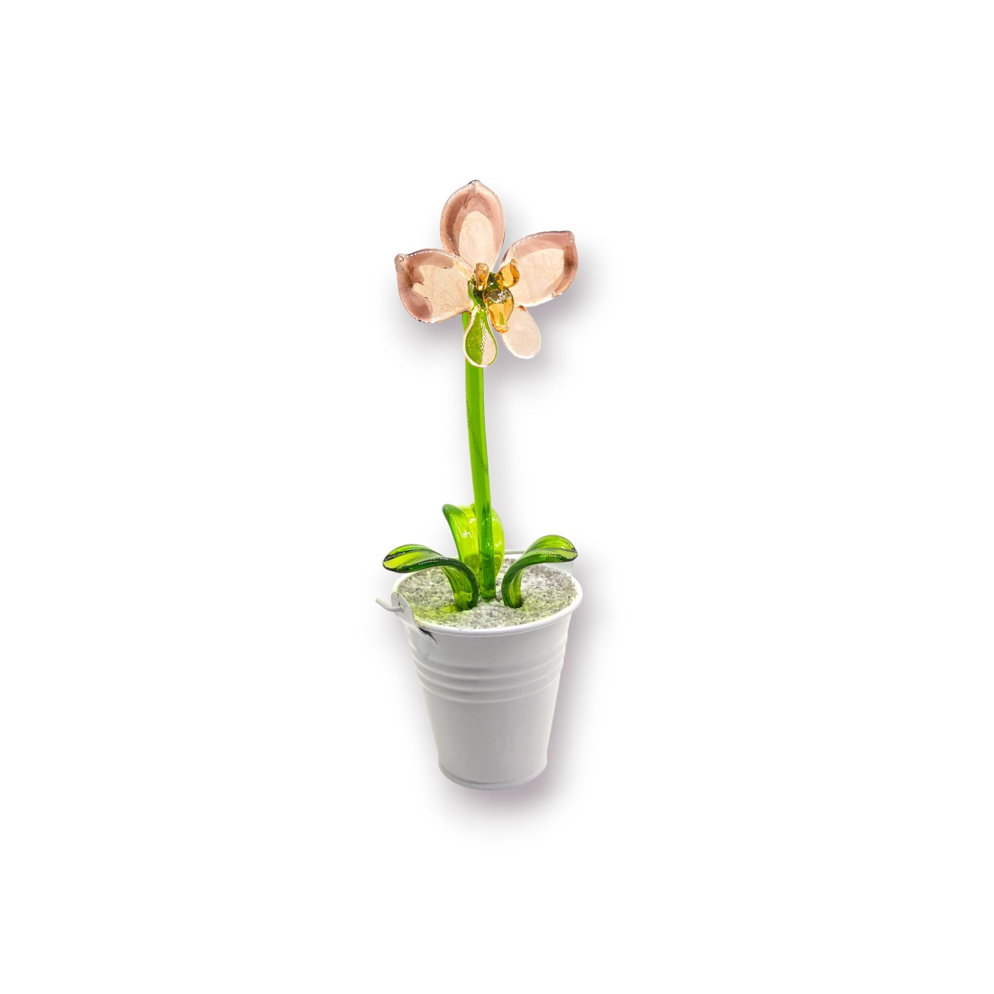 Orchidée 