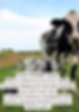Thumbnail: Whipped Tallow Cream – Cocoa