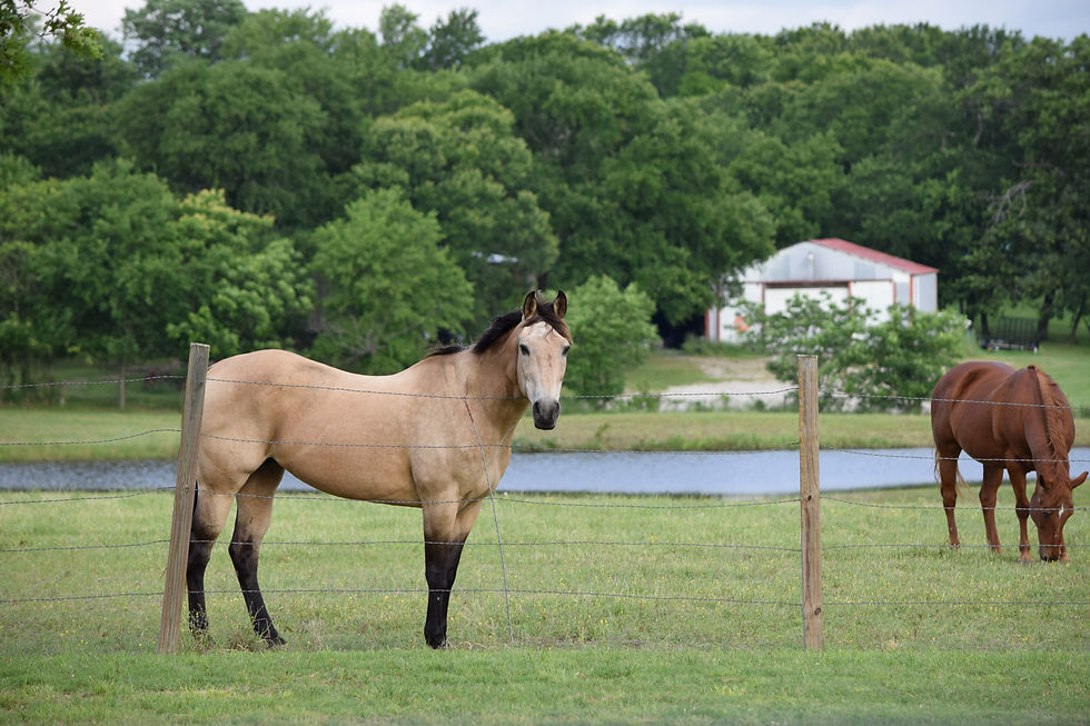 Diamond J Ranch Pasture Horse Boarding in McKinney, TX