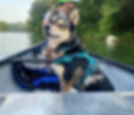 Dog facing camera while in a canoe while man in grey shirt Steven is in the background